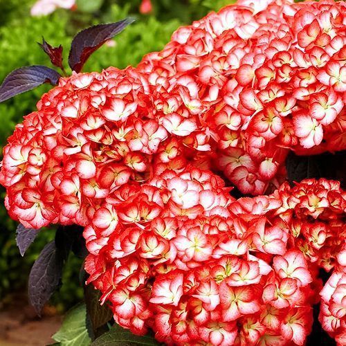 Гортензия крупнолистная для холодного лета Графиня Коссель № 1