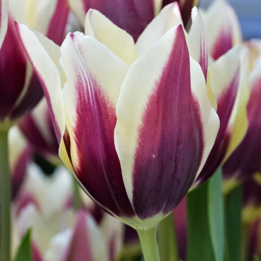 Тюльпан лилиецветный Шансонет № 1