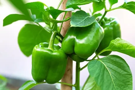 Перец на подоконнике: гайд по выращиванию