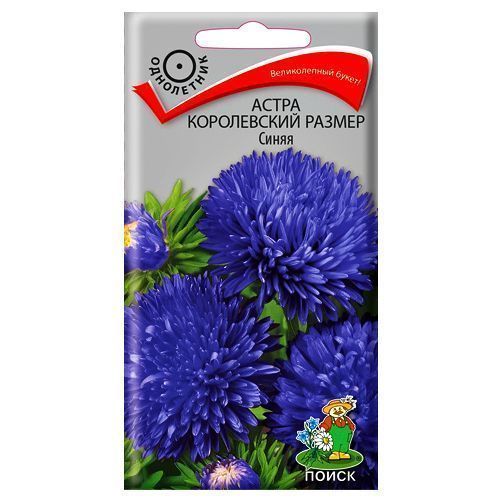 Астра Королевский размер синяя Поиск № 1