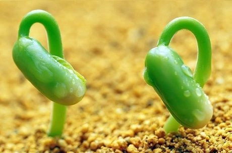 Стратификация семян: как, когда и для каких культур проводить Стратификация семян: как, когда и для каких культур проводить