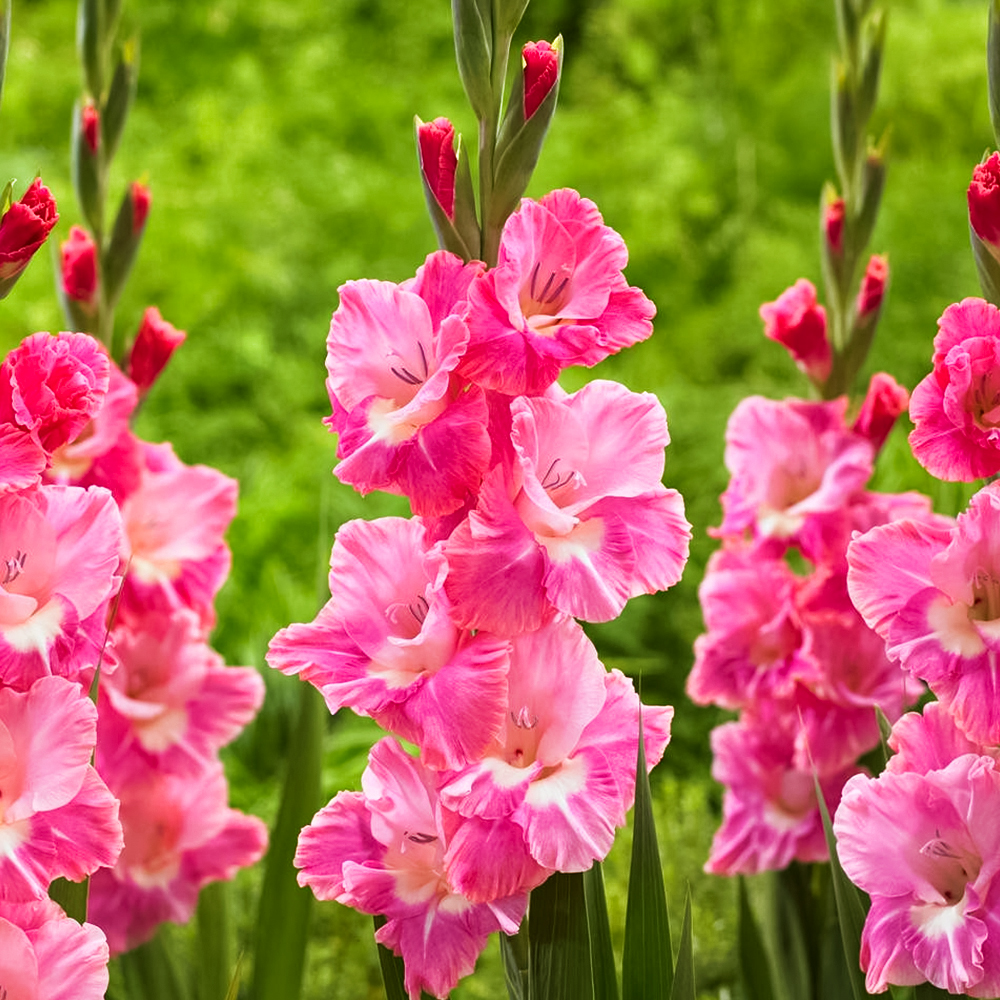 Гладиолус крупноцветковый Сильвана № 1