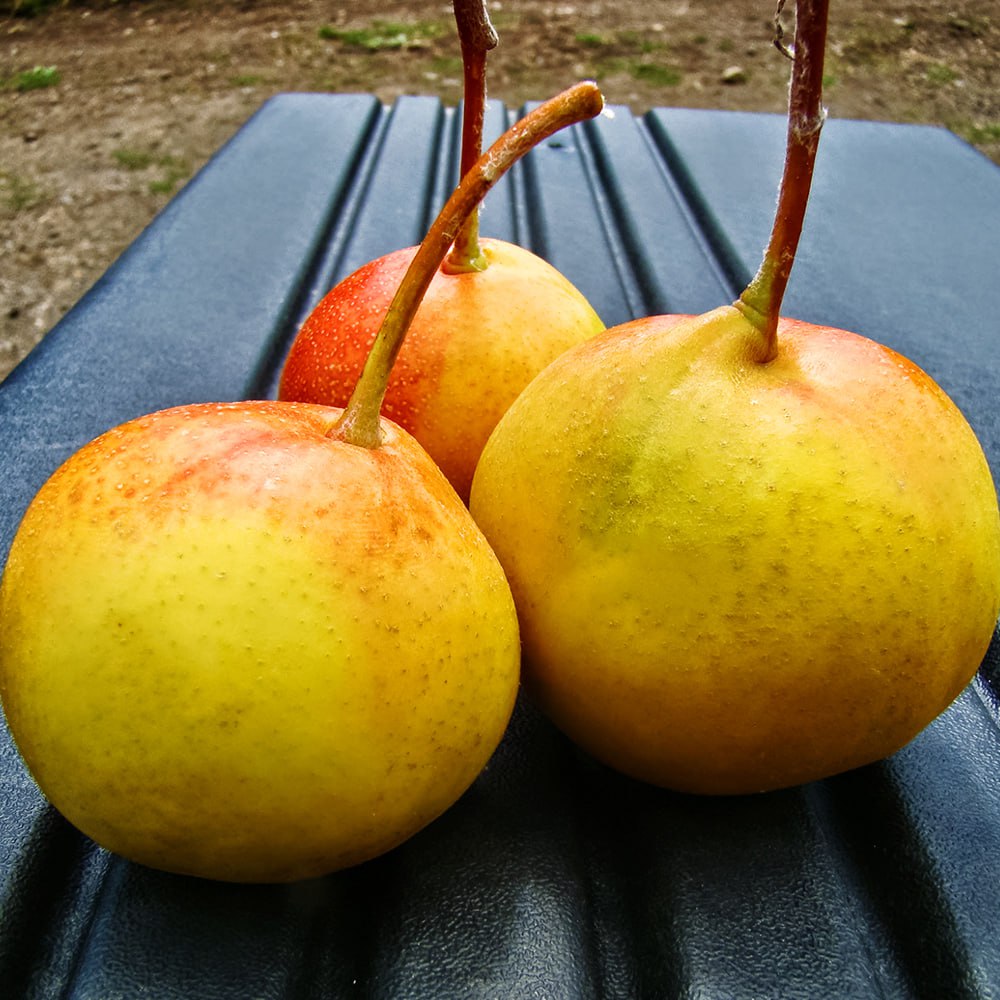 Полверия Сорбопирус золотистый (гибрид рябины и груши) № 1