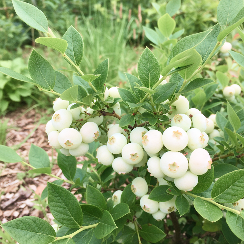 Голубика Белоплодная