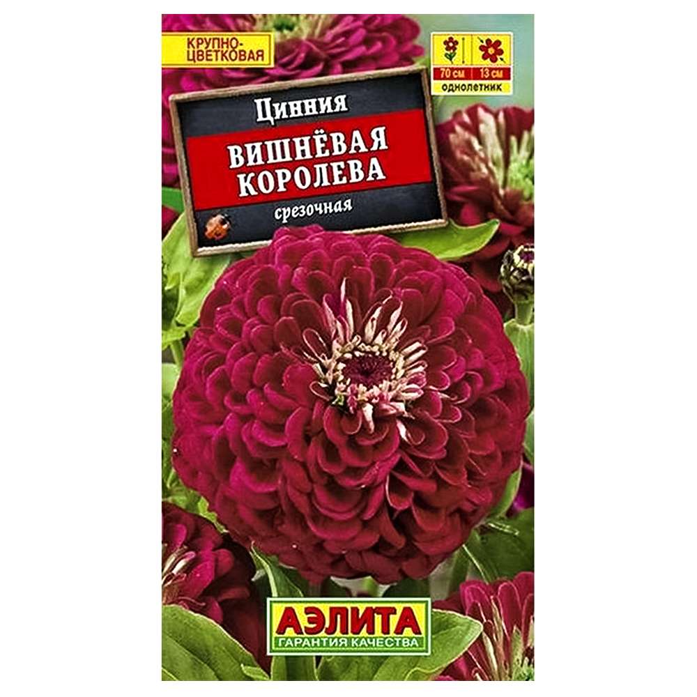 Цинния Вишневая королева Аэлита № 1