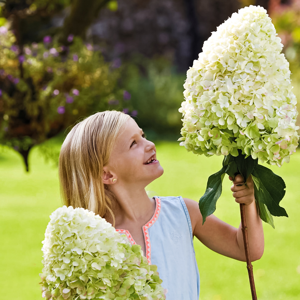 Гортензия метельчатая малоуходная Геркулес № 1