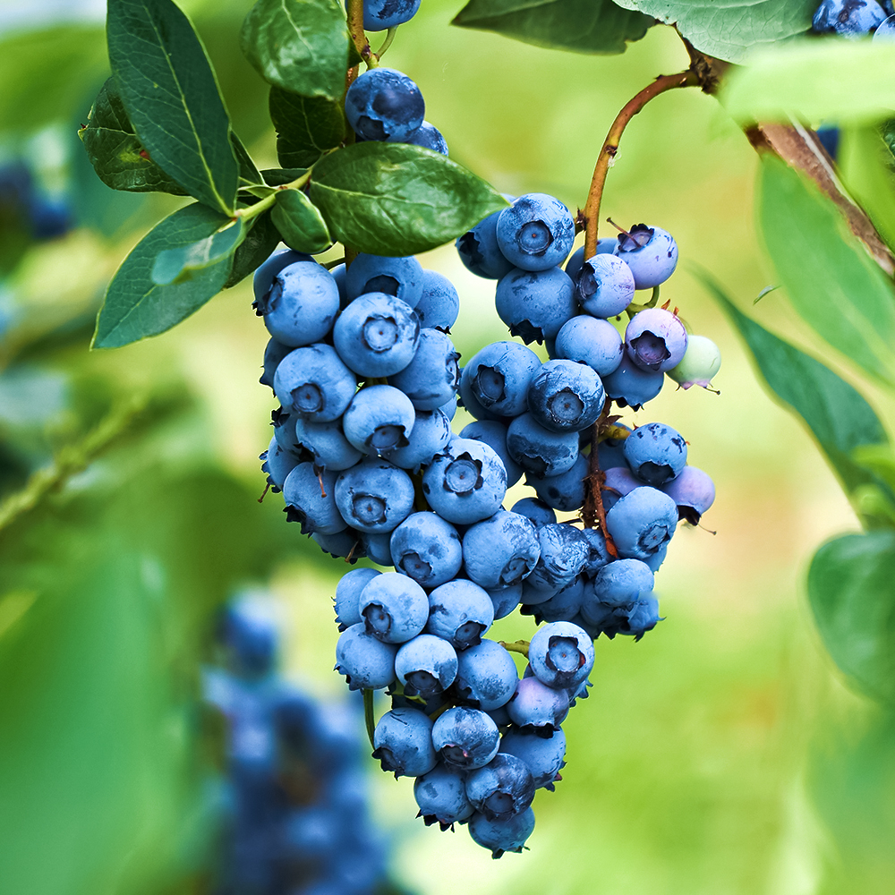 Голубика самоплодная Бонус № 1