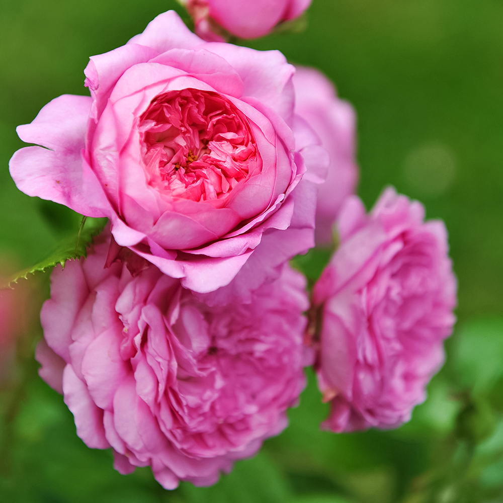 Роза шраб с ароматом ягод Шанталь Мерье