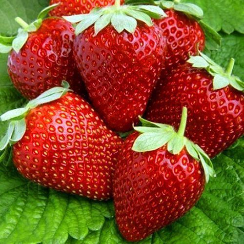 Земляника ремонтантная (крупноплодная) Альтесс, 5 саж. № 1