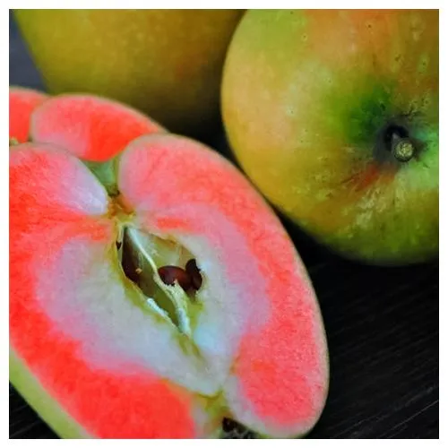 Яблоня со вкусом клубничного лимонада Хидден Роуз