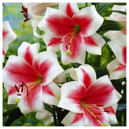 Лилия ЛО-гибрид Триумфатор