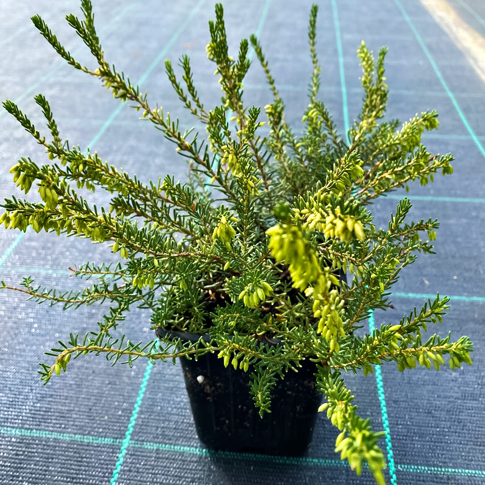 Эрика Вайт Глоу