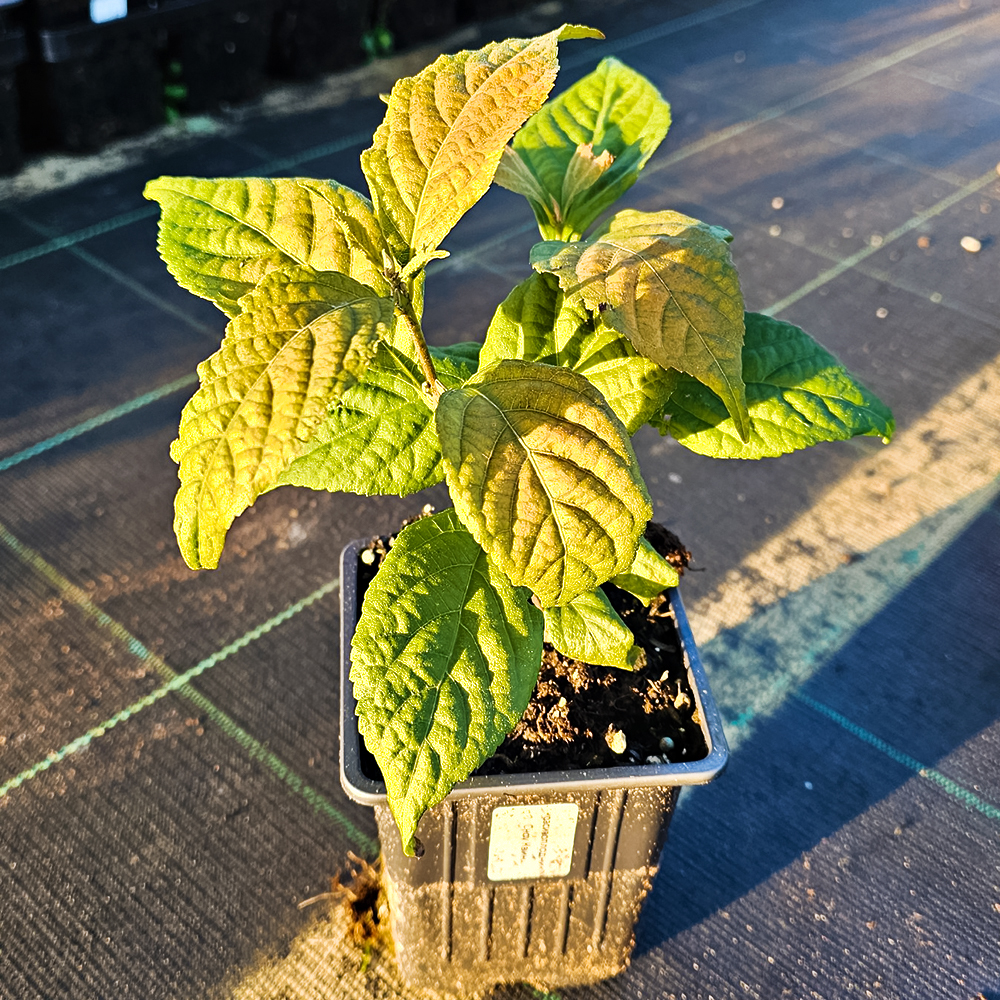 Красивоплодник Бодиньера Сноу Квин