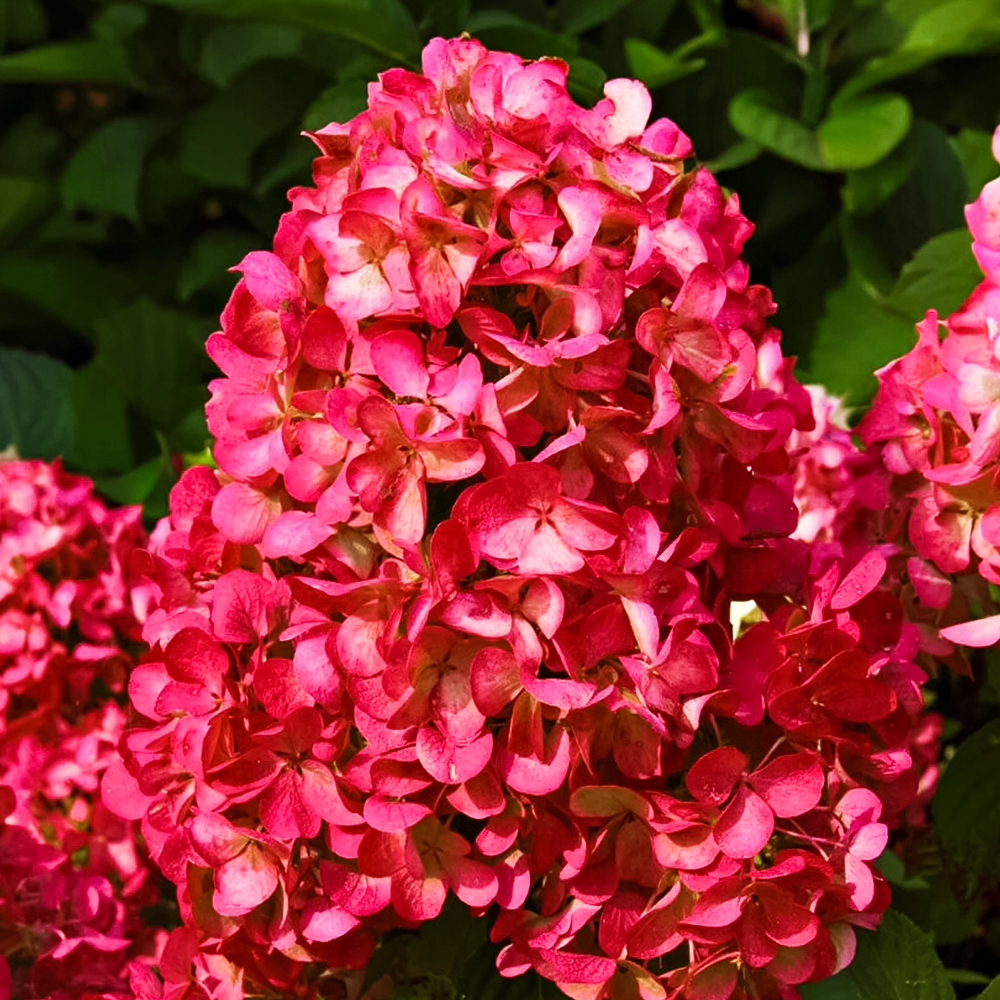 Гортензия метельчатая Вимс Ред Гортензия метельчатая Вимс Ред
