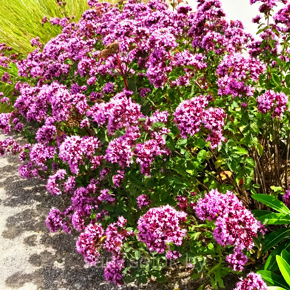 Душица обыкновенная Дьябло № 1