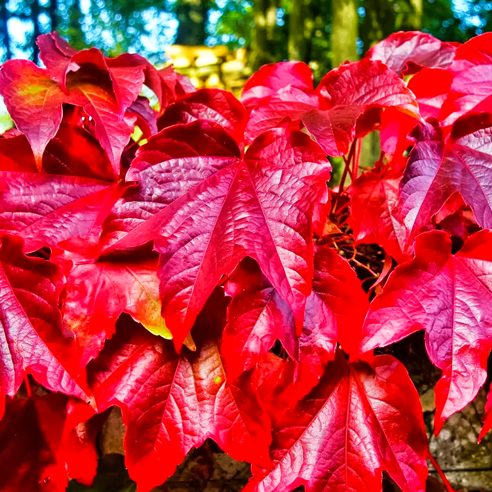 Виноград девичий триостренный Вичи № 1