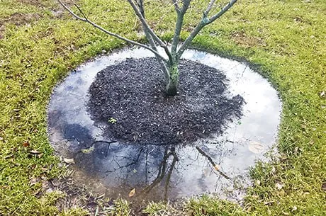 Полив плодовых деревьев осенью: правила и&nbsp;ошибки, которых стоит избегать