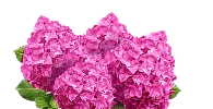 Декоративные растения