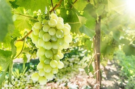 Нюансы выращивания винограда в условиях Сибири Нюансы выращивания винограда в условиях Сибири