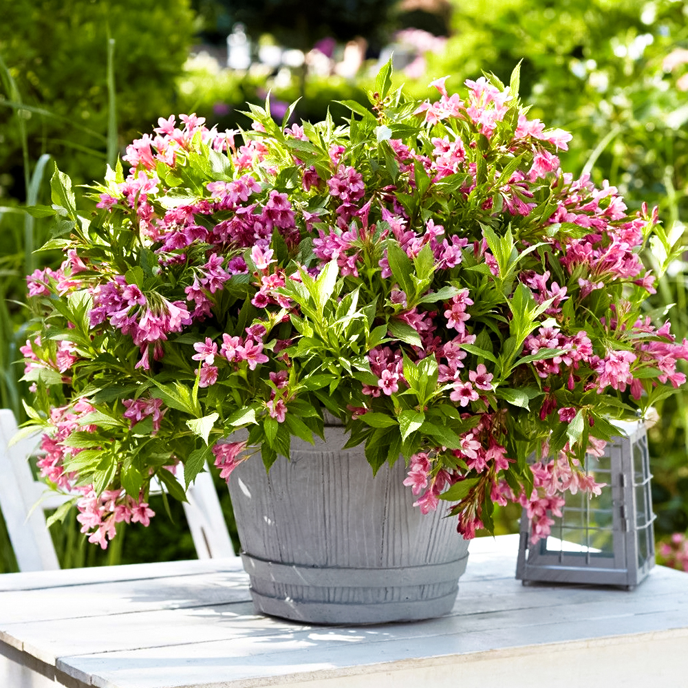 Вейгела цветущая горшечная Пикобелла Роза № 1