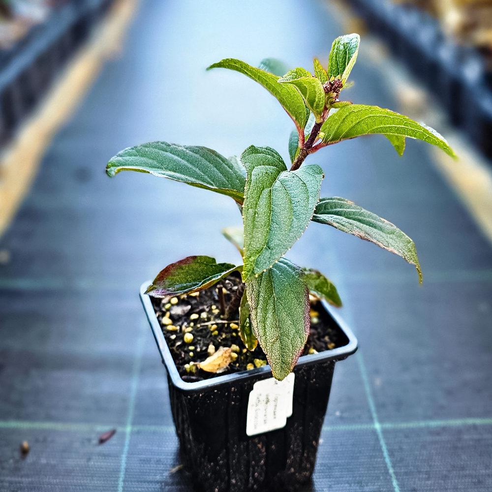 Гортензия метельчатая компактная Литл Блоссом