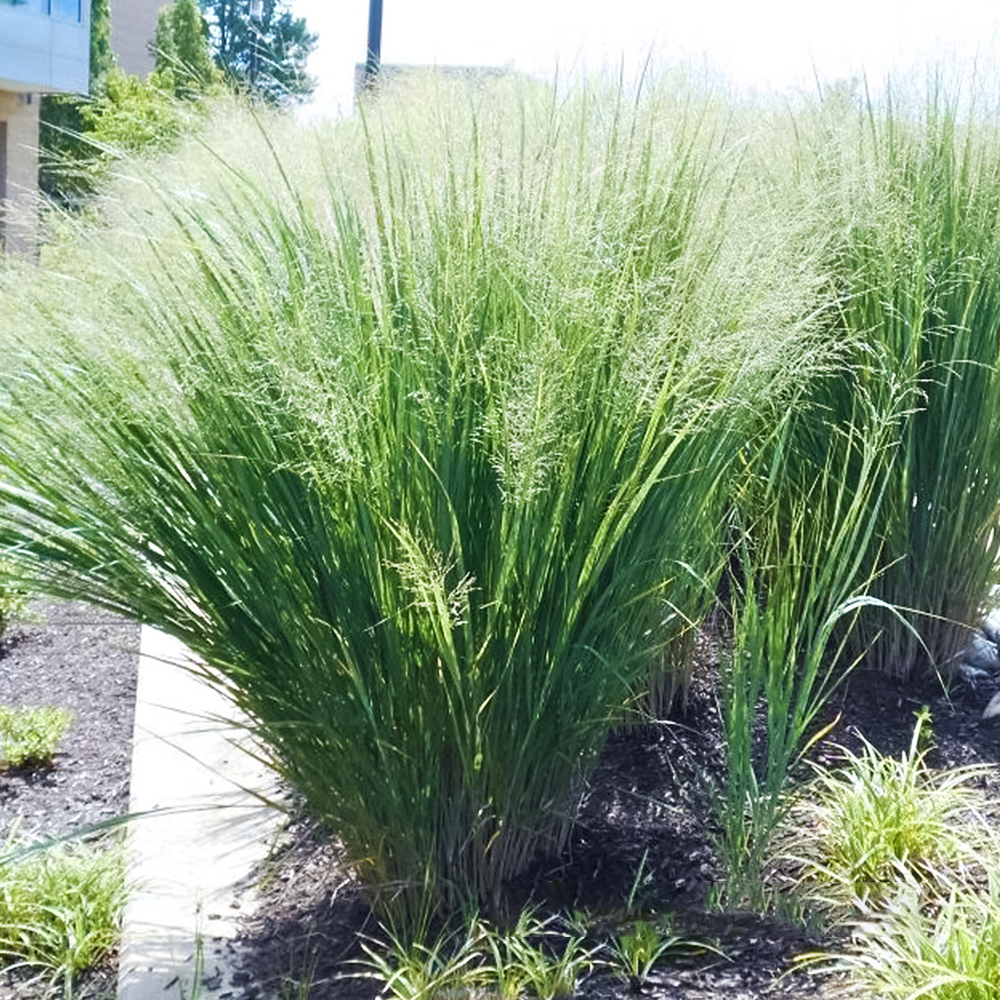 Просо прутьевидное Хэви Метал № 1