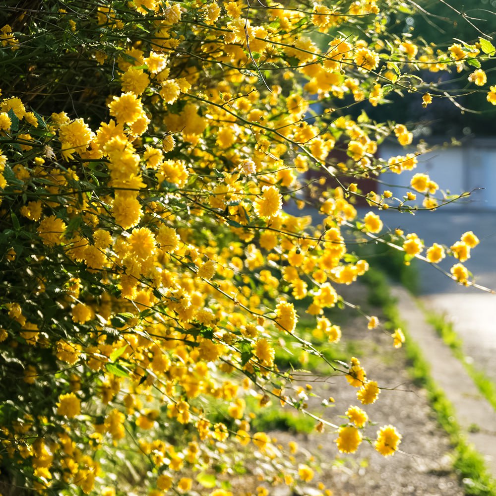 Керрия японская Пленум (Пленифлора)