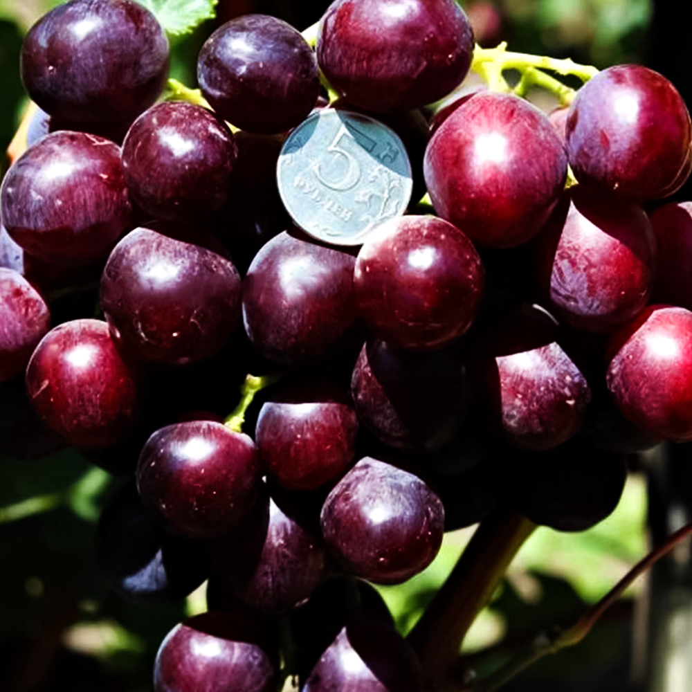 Виноград для короткого лета Аюта № 1