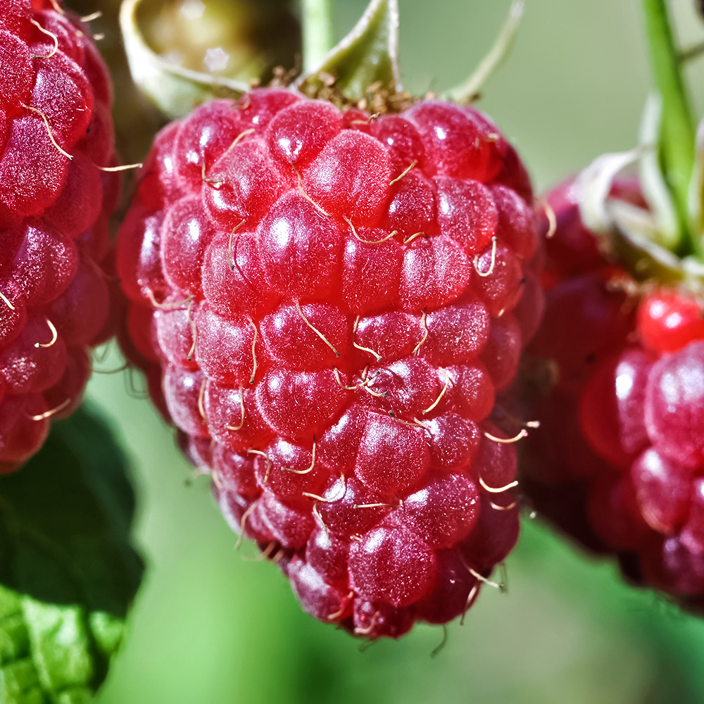 Малина ремонтантная сладкая Жаклин № 1