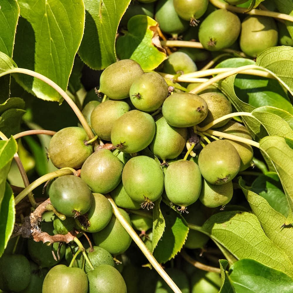 Актинидия аргута со вкусом ананаса Туземка № 1