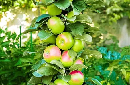 Колоновидные деревья: как сажать и чем удобрять