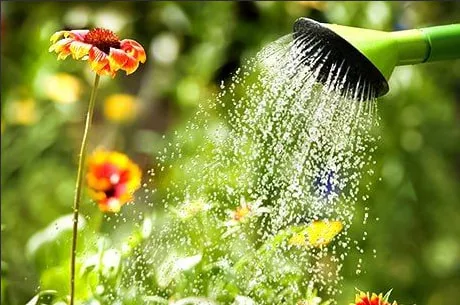 Полив сада и огорода в условиях жары: как не перелить и не пересушить растения