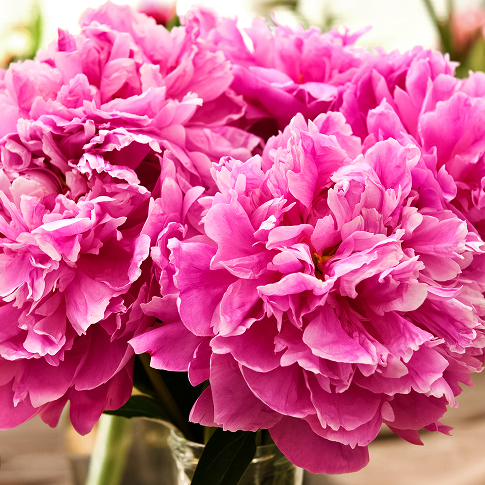 Пион махровый гигант Александр Флеминг № 1