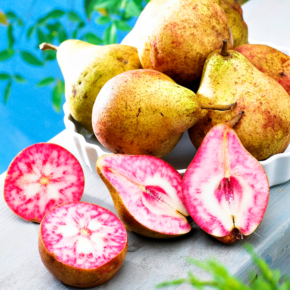 Груша розовая Блютберн (Блютбирн) № 1