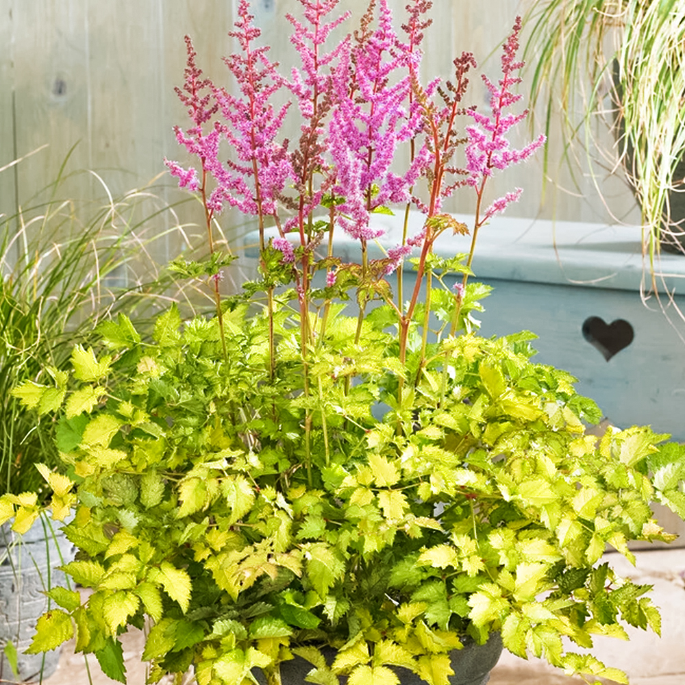 Астильба китайская Колор Флэш Лайм № 1