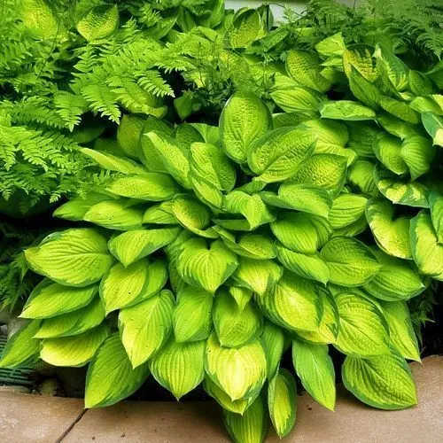 Хоста Голд Стандарт