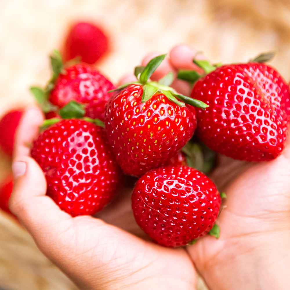 Земляника крупноплодная с ежедневным урожаем Флер, 5 саж. № 1