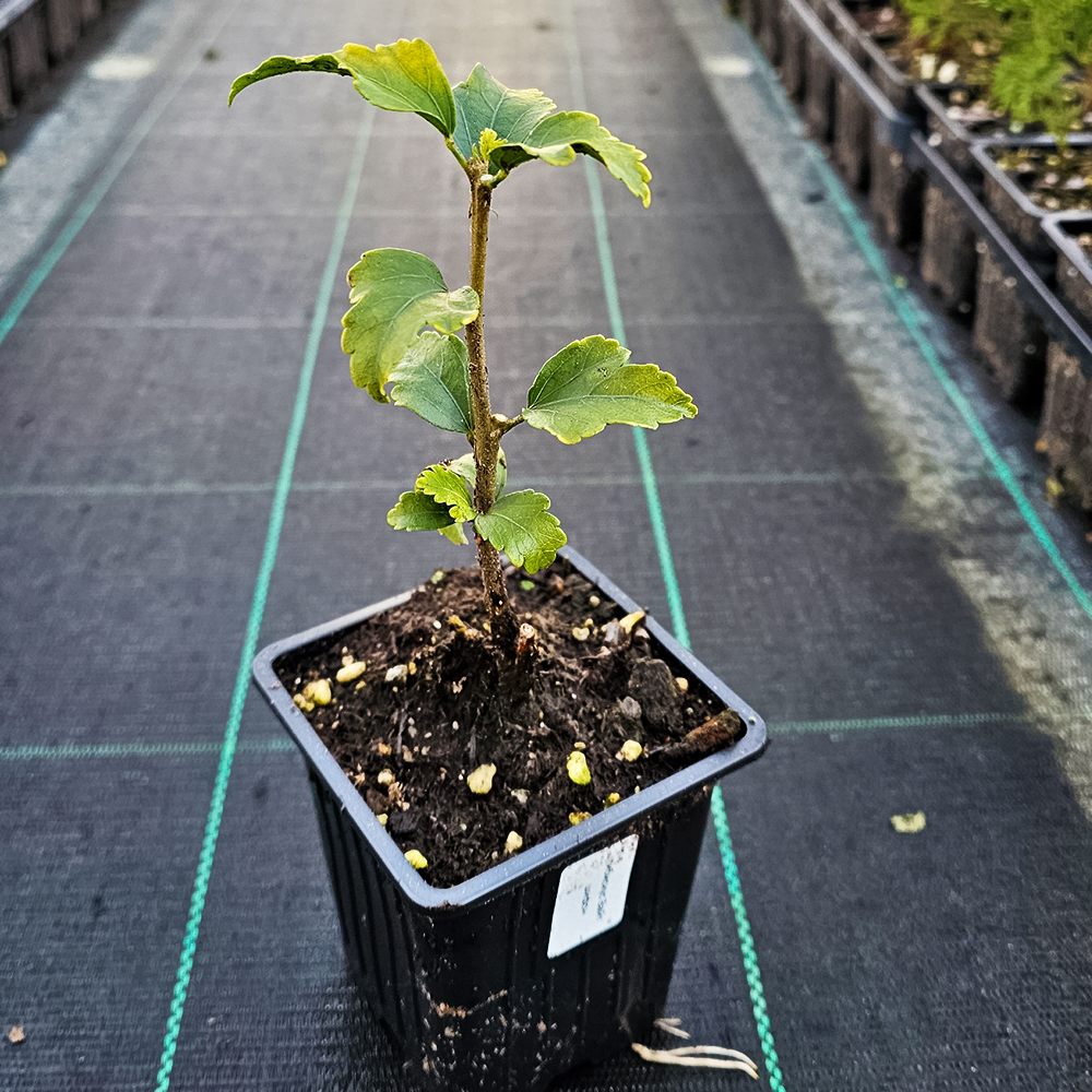 Гибискус сирийский Вайт Шифон