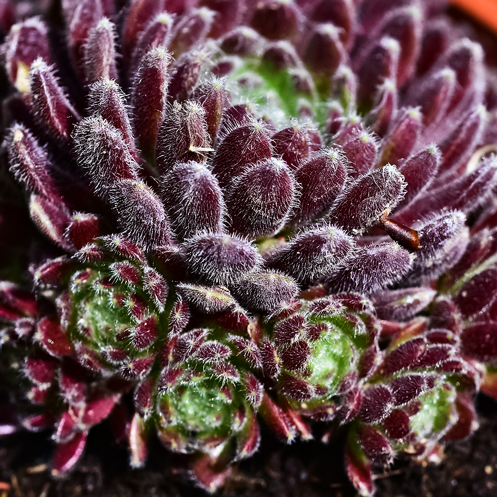 Молодило паутинистое Рубин № 1