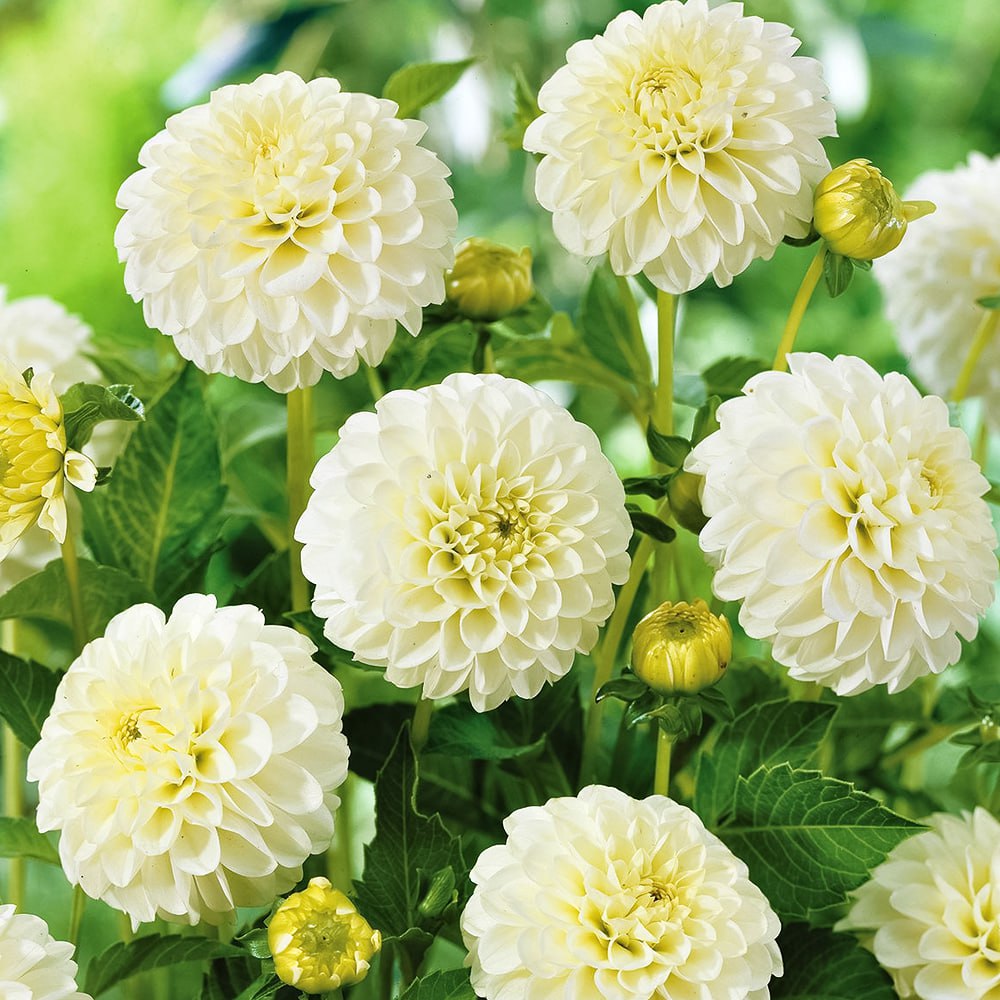 Георгина шаровидная Бум Бум Вайт № 1