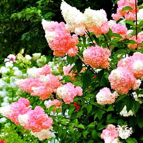 Гортензия метельчатая Строберри Блоссом