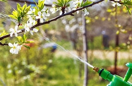 Обработка от вредителей весной: как спасти свой огород? Обработка от вредителей весной: как спасти свой огород?