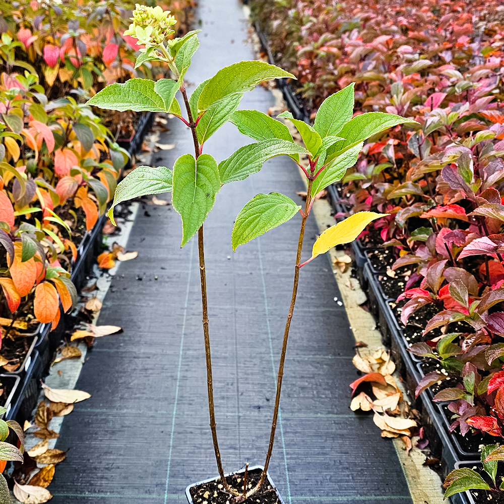 Гортензия метельчатая пышноцветущая Полар Бир