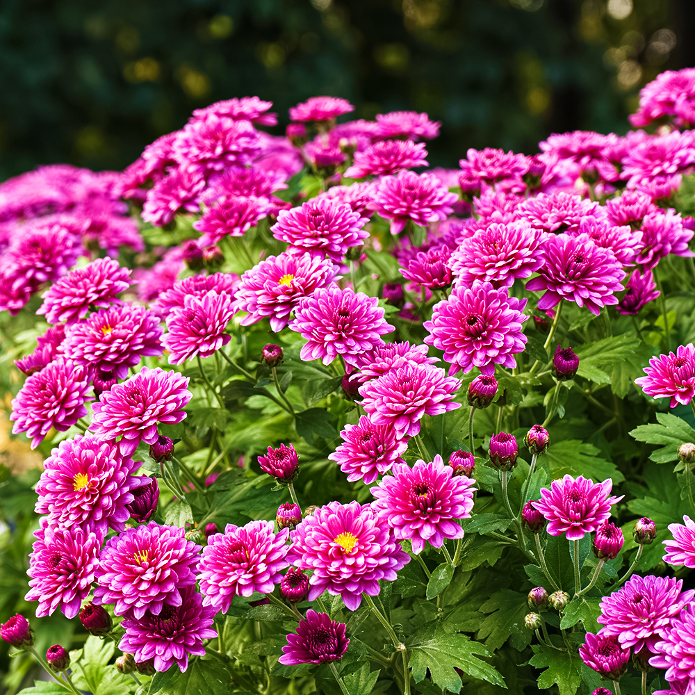 Хризантема мультифлора Свит Пинк № 1