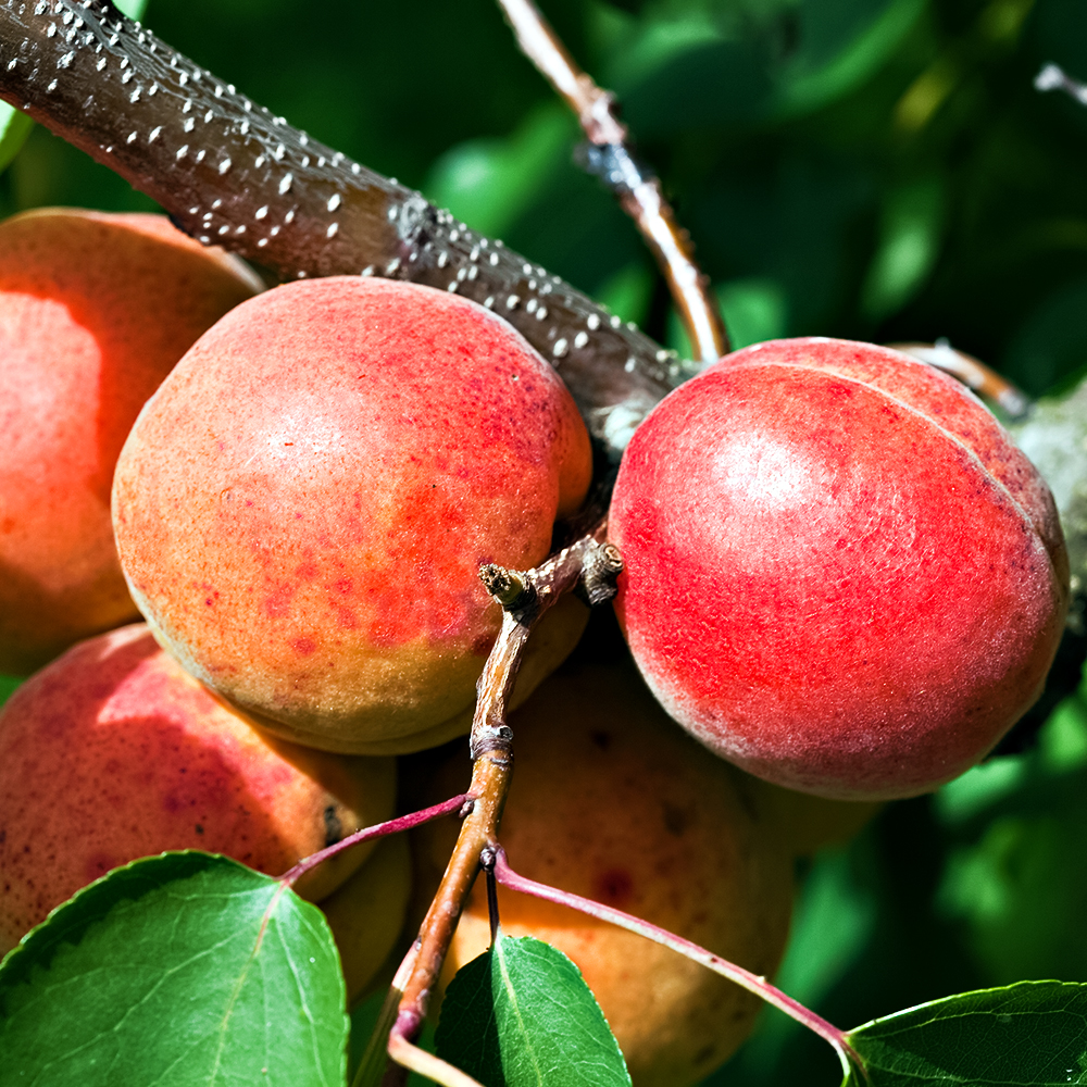 Абрикос с иммунитетом к монилиозу Харогем № 1