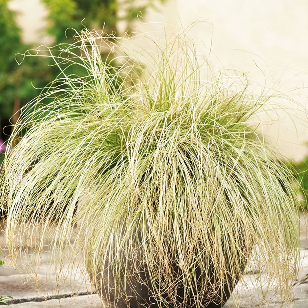 Осока власовидная Амазон Мист № 1