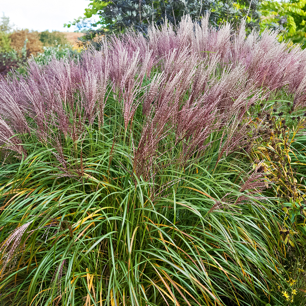 Мискантус китайский Кратер № 1