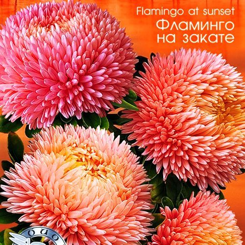 Астра китайская Хризантелла Фламинго на закате Евросемена