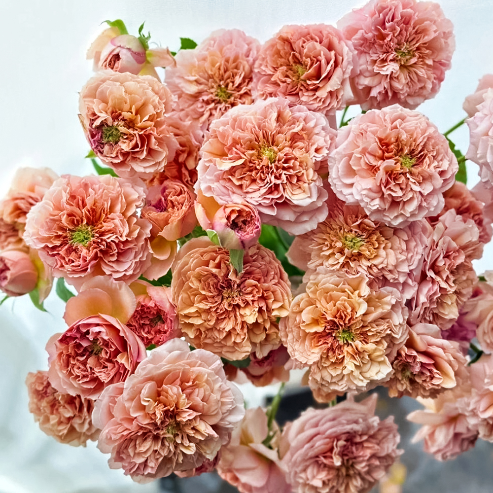 Роза шраб с ароматом спелых фруктов Бель Де Анжу № 1