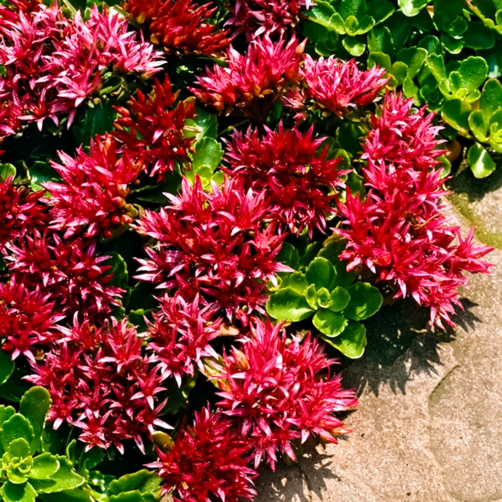 Очиток (седум) ложный Кровь Дракона № 1